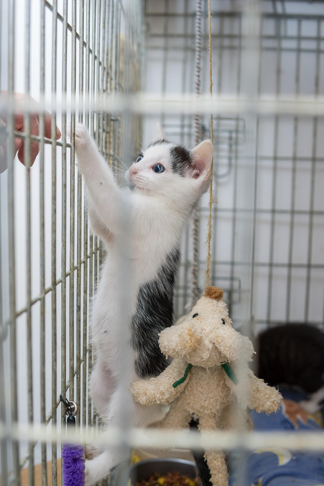 Blije Diertjes Helpt Mee: Samen Steunen We Dieren in Nood! 🐾❤️