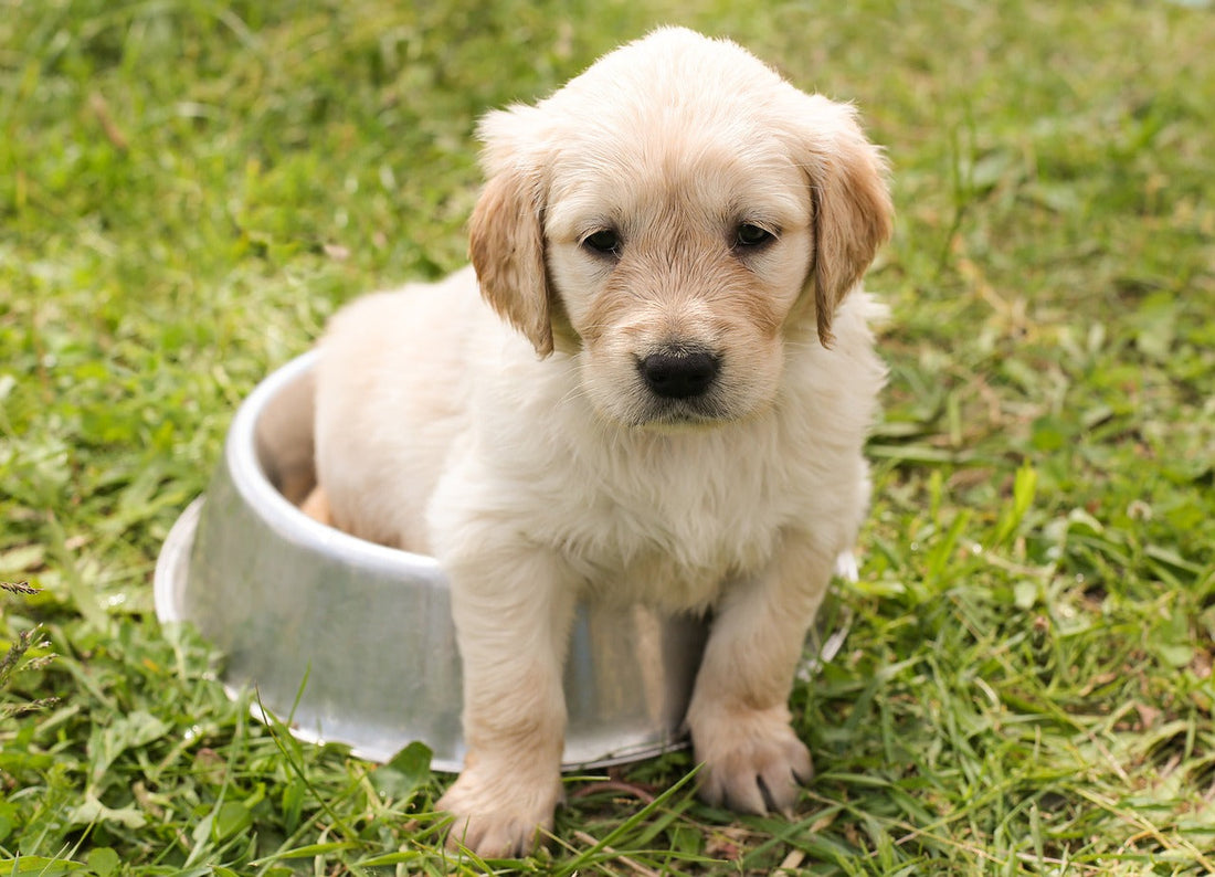 Het beste speelgoed voor je hond in 2025