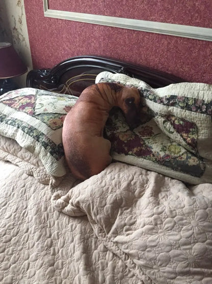 Schattige Mini Pluche Hond - Blijediertjes Blijediertjes Schattig Blijediertjes Schattige Mini Pluche Hond