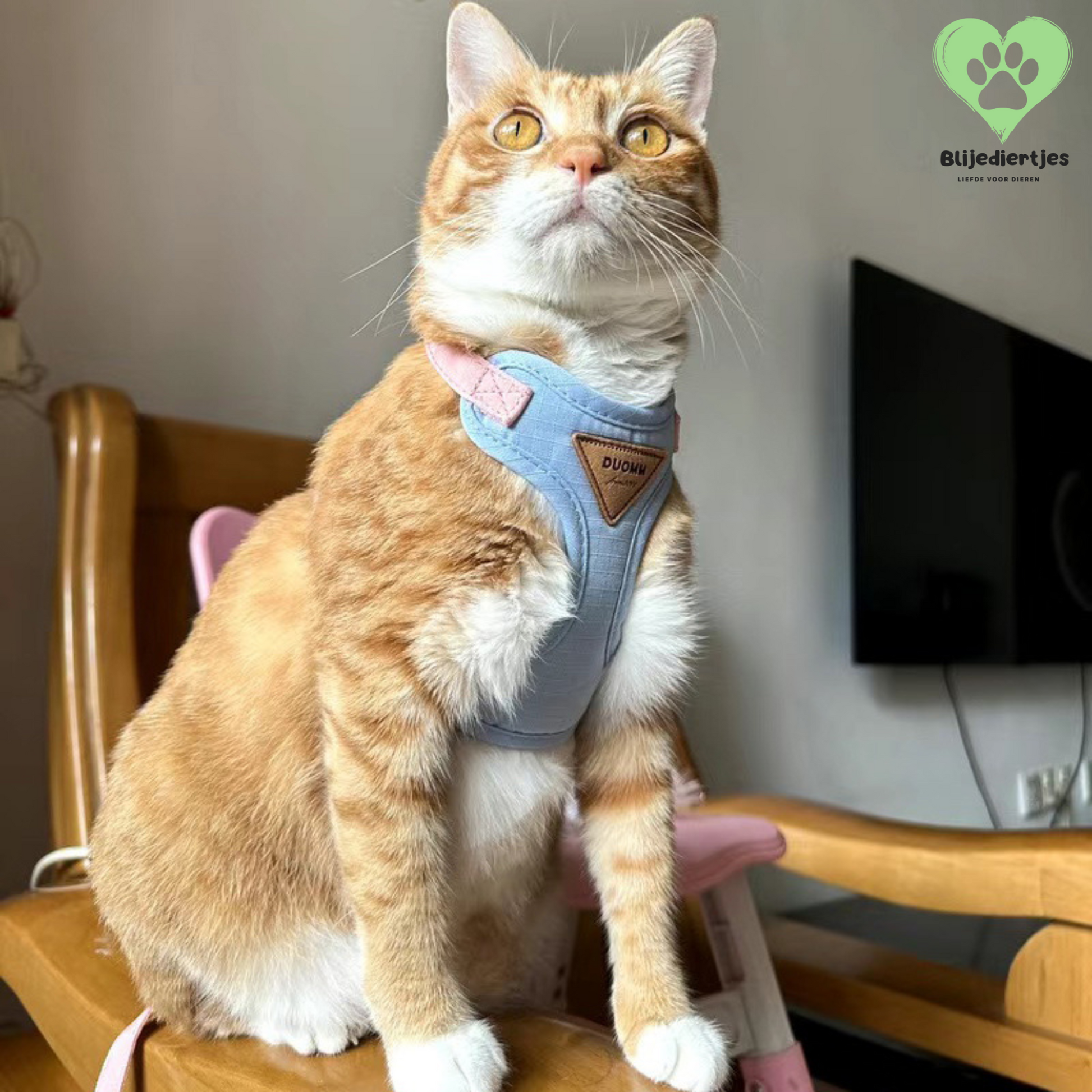 SoftPaws™ Comfort Harnas – Voor een zachte, veilige en stijlvolle wandeling 🐾 - Blijediertjes Blijediertjes Groen / XS 2-3kg Blijediertjes SoftPaws™ Comfort Harnas – Voor een zachte, veilige en stijlvolle wandeling 🐾