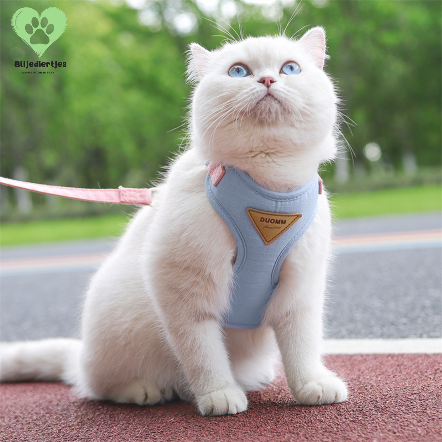 SoftPaws™ Comfort Harnas – Voor een zachte, veilige en stijlvolle wandeling 🐾 - Blijediertjes Blijediertjes Groen / XS 2-3kg Blijediertjes SoftPaws™ Comfort Harnas – Voor een zachte, veilige en stijlvolle wandeling 🐾